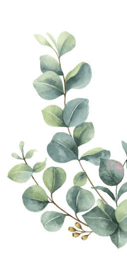 Decorative Plant